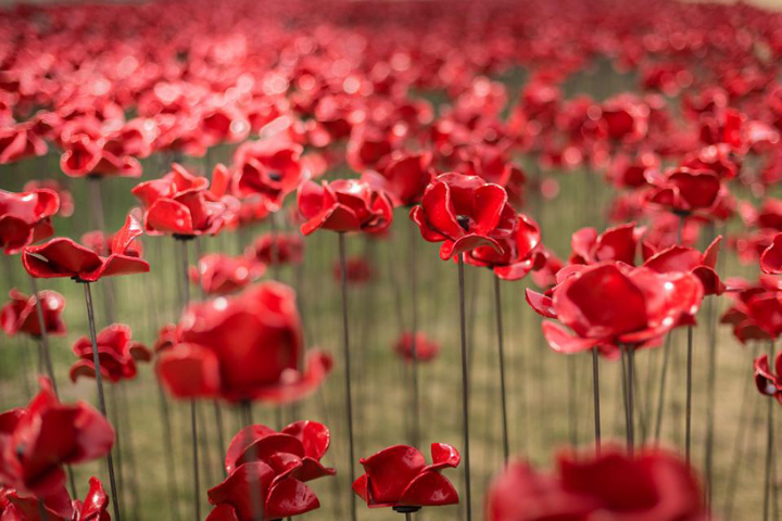 céramique-coquelicots-tour-de-londres-socialdesignmagazine07