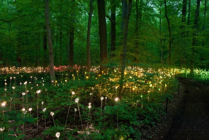 LUZ! -de-Bruce Munro--2_hg_temp2_l_full_l (1)