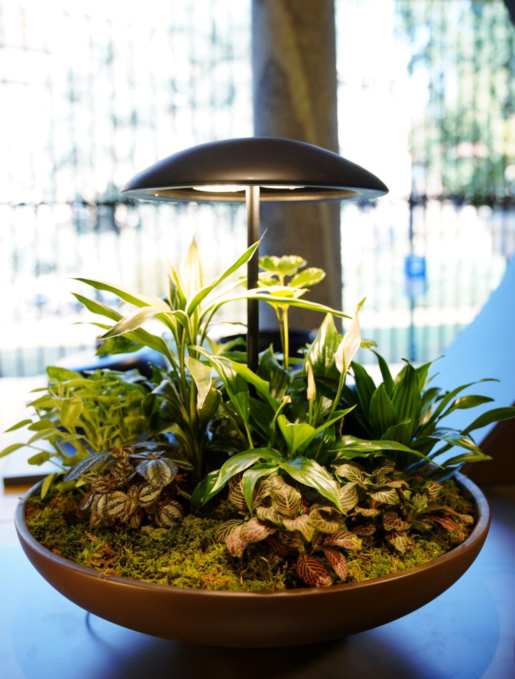 Garden: the table lamp with a mini garden