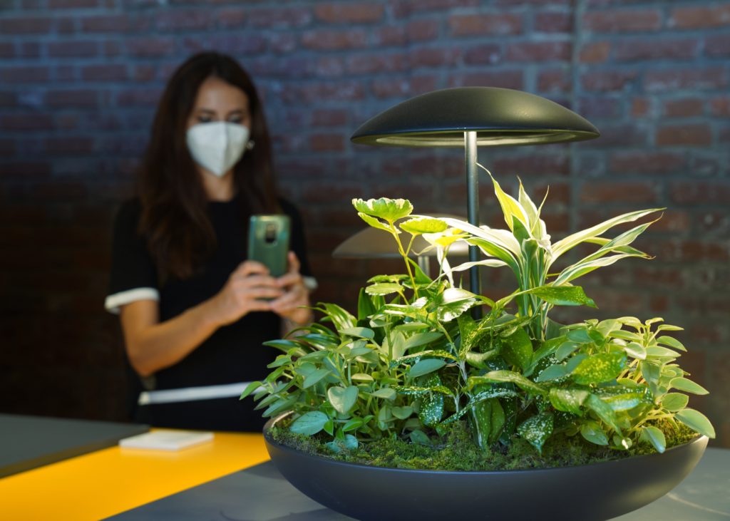 Garden: la lampada da tavolo con mini giardino