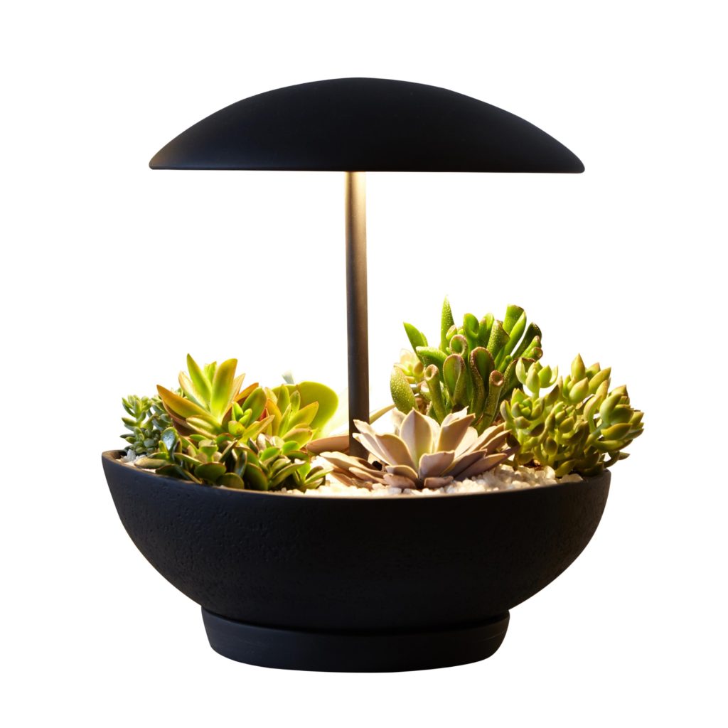 Jardin : la lampe à poser avec un mini jardin